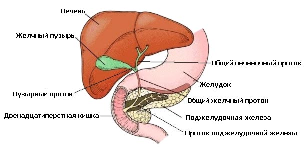 Причины развития хологенной диареи и методы борьбы